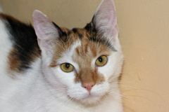 IMG_7962 (Zwierzęta &raquo; Łatek i Psotka)