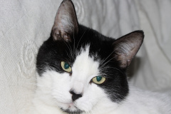 IMG_7966 (Zwierzęta &raquo; Łatek i Psotka)