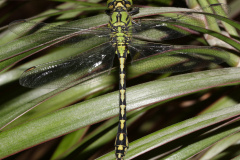 Ophiogomphus cecilia (Animals &raquo; Insects &raquo; Dragonflies)