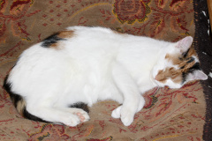 IMG_7976 (Zwierzęta &raquo; Łatek i Psotka)