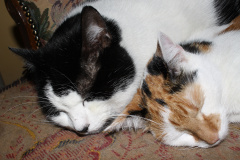 IMG_0262 (Zwierzęta &raquo; Łatek i Psotka)