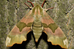 Mimas tiliae (Zwierzęta &raquo; Owady &raquo; Motyle i ćmy &raquo; Sphingidae)