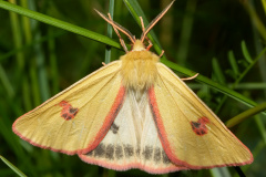 Diacrisia sannio ♂ (Zwierzęta &raquo; Owady &raquo; Motyle i ćmy &raquo; Erebidae)