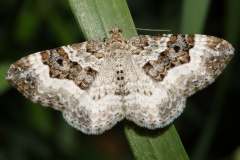 Epirrhoe alternata (Animals &raquo; Insects &raquo; Butterfies and Moths &raquo; Geometridae)