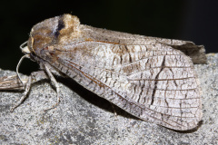 Cossus cossus (Zwierzęta &raquo; Owady &raquo; Motyle i ćmy)