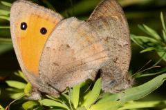 Hyponephele lycaon tandem (Zwierzęta &raquo; Owady &raquo; Motyle i ćmy &raquo; Nymphalidae)