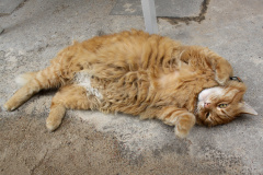 IMG_8741 (Podróże &raquo; Wilno &raquo; Kot)