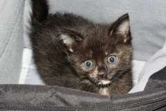 IMG_9293 (Zwierzęta &raquo; Niunia)