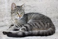 IMG_2765 (Podróże &raquo; Stambuł &raquo; Koty)