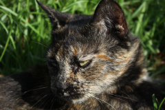 IMG_0890 (Podróże &raquo; Stambuł &raquo; Koty)