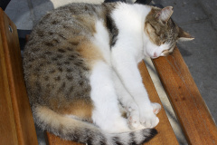 IMG_2809 (Podróże &raquo; Stambuł &raquo; Koty)