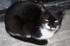 IMG_0644 (Podróże &raquo; Stambuł &raquo; Koty)