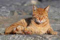 IMG_8716 (Podróże &raquo; Stambuł &raquo; Koty)