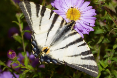 Iphiclides podalirius (Zwierzęta &raquo; Owady &raquo; Motyle i ćmy &raquo; Papilonidae)