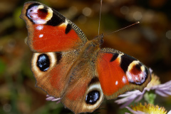 Inachis io (Zwierzęta &raquo; Owady &raquo; Motyle i ćmy &raquo; Nymphalidae)