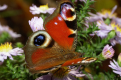 Inachis io (Animals &raquo; Insects &raquo; Butterfies and Moths &raquo; Nymphalidae)