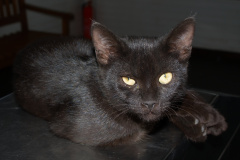 IMG_2856 (Podróże &raquo; Stambuł &raquo; Koty)