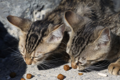 IMG_9855 (Podróże &raquo; Stambuł &raquo; Koty)