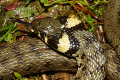 Zaskroniec zwyczajny (Zwierzęta)