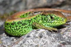 Jaczczurka zwinka ♂ (Zwierzęta)