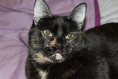 IMG_3322 (Zwierzęta &raquo; Niunia)