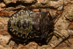 img_5806 (Zwierzęta &raquo; Owady)