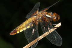Libellula depressa ♀ (Animals &raquo; Insects &raquo; Dragonflies)