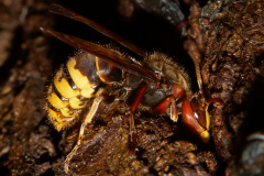 Vespa crabo (Zwierzęta &raquo; Owady)