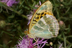 Argynnis paphia ♀ (Zwierzęta &raquo; Owady &raquo; Motyle i ćmy &raquo; Nymphalidae)