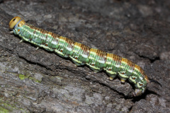 Sphinx pinastri larva (Zwierzęta &raquo; Owady &raquo; Motyle i ćmy &raquo; Sphingidae)