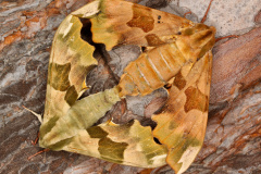 Mimas tiliae tandem (Animals &raquo; Insects &raquo; Butterfies and Moths &raquo; Sphingidae)