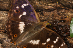 Apatura ilia ♂ (Zwierzęta &raquo; Owady &raquo; Motyle i ćmy &raquo; Nymphalidae)