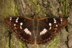 Apatura ilia ♂ (Zwierzęta &raquo; Owady &raquo; Motyle i ćmy &raquo; Nymphalidae)
