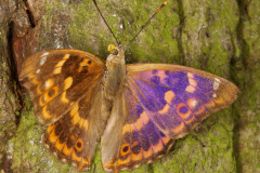 Apatura ilia ♂ (f. clytie) (Zwierzęta &raquo; Owady &raquo; Motyle i ćmy &raquo; Nymphalidae)