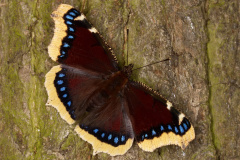 Nymphalis antiopa (Zwierzęta &raquo; Owady &raquo; Motyle i ćmy &raquo; Nymphalidae)