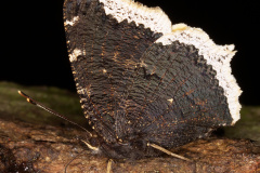 Nymphalis antiopa (Zwierzęta &raquo; Owady &raquo; Motyle i ćmy &raquo; Nymphalidae)