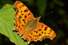 Polygonia c-album (Zwierzęta &raquo; Owady &raquo; Motyle i ćmy &raquo; Nymphalidae)