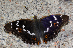 Apatura ilia ♂ (Zwierzęta &raquo; Owady &raquo; Motyle i ćmy &raquo; Nymphalidae)
