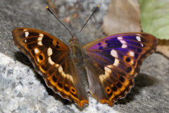 Apatura ilia ♂ (f. clytie) (Zwierzęta &raquo; Owady &raquo; Motyle i ćmy &raquo; Nymphalidae)