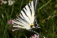 Iphiclides podalirius (Zwierzęta &raquo; Owady &raquo; Motyle i ćmy &raquo; Papilonidae)
