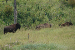 Northern Cheyenne Herd (Travels &raquo; US Trip 1: Cheyenne Country &raquo; Animals &raquo; Buffalos)