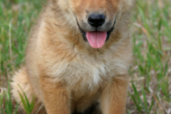 Berry (Podróże &raquo; USA: Na ziemi Czejenów &raquo; Zwierzęta)