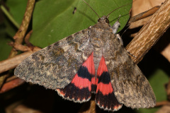 Catocala elocata (Zwierzęta &raquo; Owady &raquo; Motyle i ćmy &raquo; Erebidae)