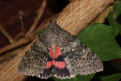 Catocala elocata (Zwierzęta &raquo; Owady &raquo; Motyle i ćmy &raquo; Erebidae)