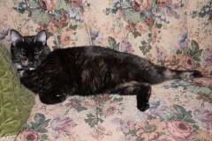 IMG_7135 (Zwierzęta &raquo; Niunia)