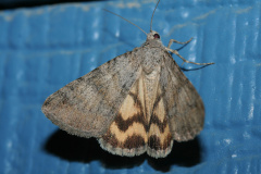 Drasteria sp. (Travels &raquo; US Trip 1: Cheyenne Country &raquo; Animals &raquo; Butterfies and Moths &raquo; Noctuidae)
