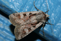 IMG_7842 (Travels &raquo; US Trip 1: Cheyenne Country &raquo; Animals &raquo; Butterfies and Moths &raquo; Noctuidae)