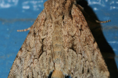 IMG_7853 (Travels &raquo; US Trip 1: Cheyenne Country &raquo; Animals &raquo; Butterfies and Moths &raquo; Noctuidae)