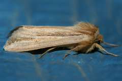 Leucania sp. (Travels &raquo; US Trip 1: Cheyenne Country &raquo; Animals &raquo; Butterfies and Moths &raquo; Noctuidae)