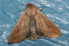 Mythimna unipunctata (Travels &raquo; US Trip 1: Cheyenne Country &raquo; Animals &raquo; Butterfies and Moths &raquo; Noctuidae)